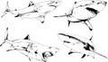 The attacking great white shark with open jaws drawn in ink by hand Royalty Free Stock Photo